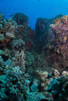 Hurghada - Shaab Sabina 1875625