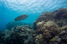 Hurghada - Small Giftun - Police Station 1875631