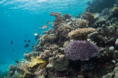 Hurghada - El Sachwa Lagoon 1875633