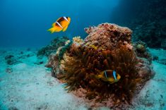 Hurghada - El Sachwa Lagoon 1875633