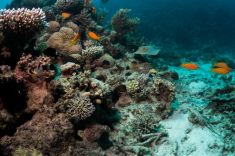 Hurghada - El Sachwa Lagoon 1875633