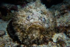 Hurghada - El Fanadir - North 1875634