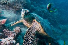 Hurghada - El Fanadir - North 1875634