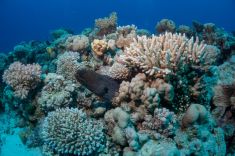 Hurghada - Shaab Sabina 1875636