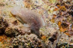 Hurghada - The Belina 1875637