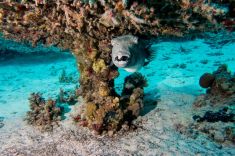 Hurghada - Torfa Ben El Gebel 1875638