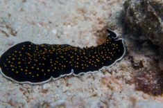 Hurghada - Torfa Ben El Gebel 1875638