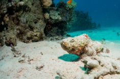 Hurghada - Abu Ramada Drift 1875639