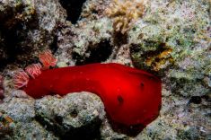 Hurghada - El Fanadir - North 1875640