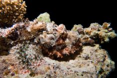 Hurghada - El Fanadir - North 1875640